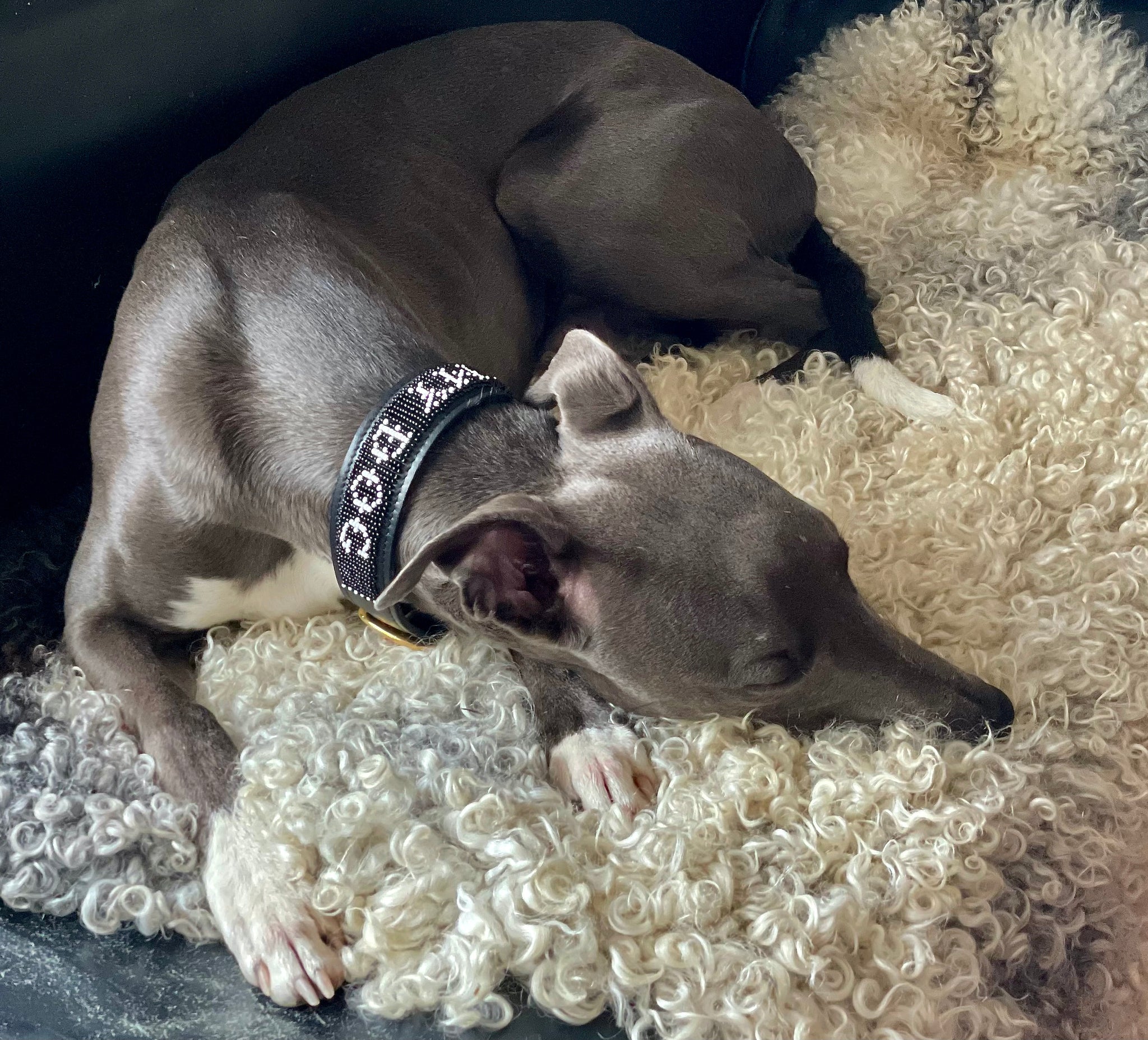 Beaded whippet collar deals