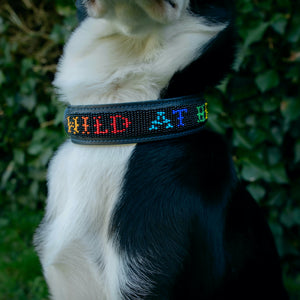 Wild at Heart Foundation Beaded Collar: Black & Rainbow